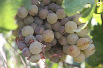 Des raisins de Santorin