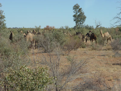 Des chameaux sauvages 