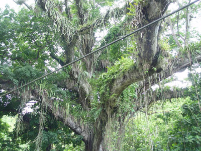 Le "Coton Silk Tree"