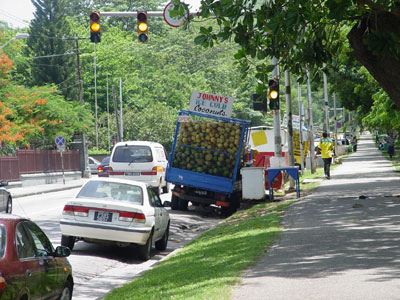 Les camions de coco