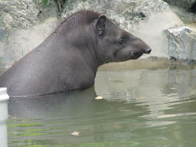 Un tapir du Brésil